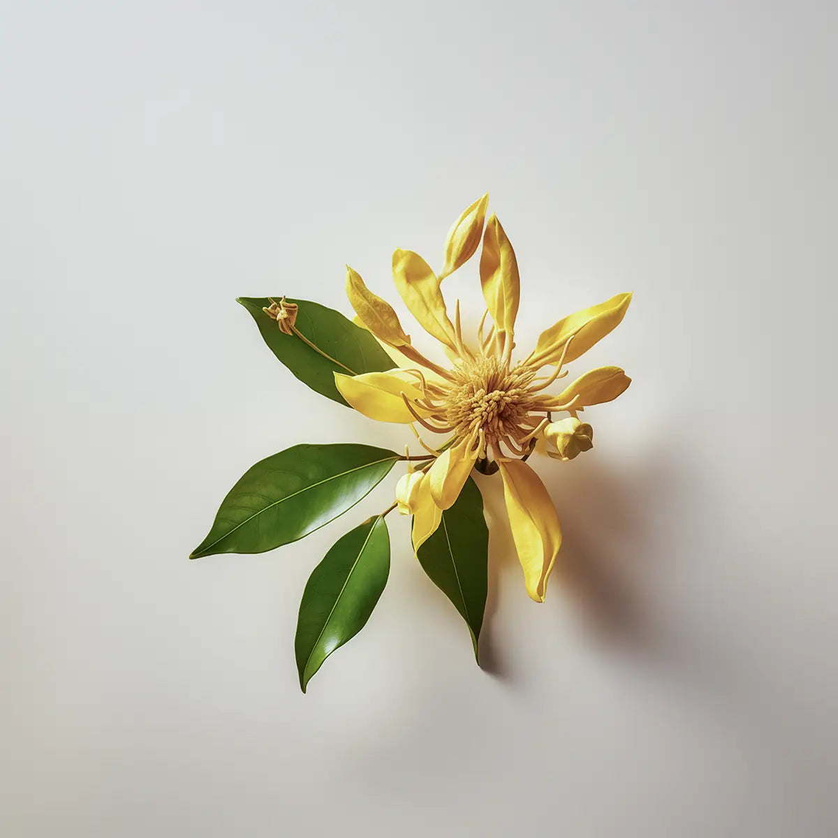 ylang-ylang.webp